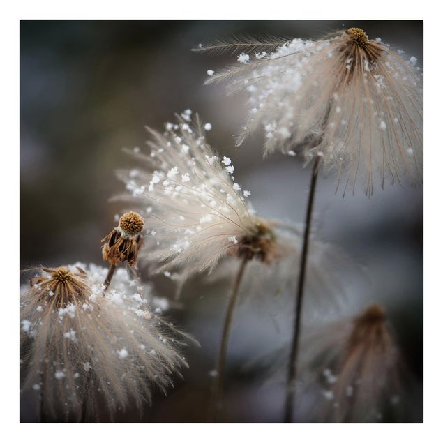 Leinwandbild - Pusteblumen mit Schneeflocken - Quadrat 1:1
