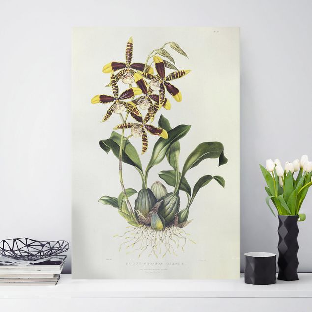 Leinwand Orchidee Maxim Gauci - Orchidee II