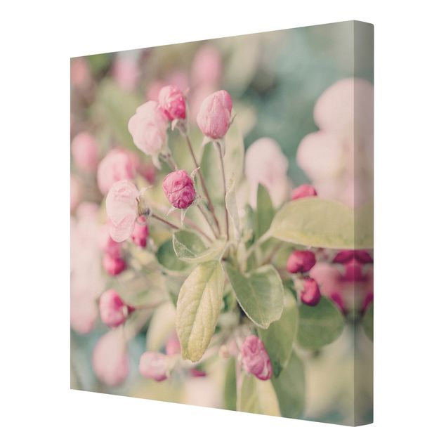 Leinwandbild - Apfelblüte Bokeh rosa - Quadrat 1:1