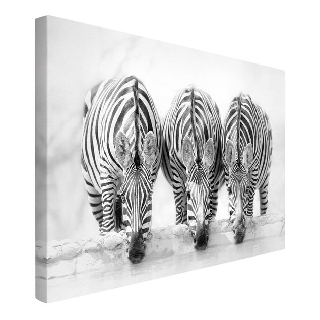 Leinwandbilder Zebra Trio schwarz-weiß