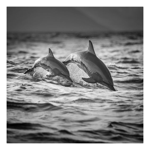 Leinwandbild - Zwei springende Delfine - Quadrat 1:1