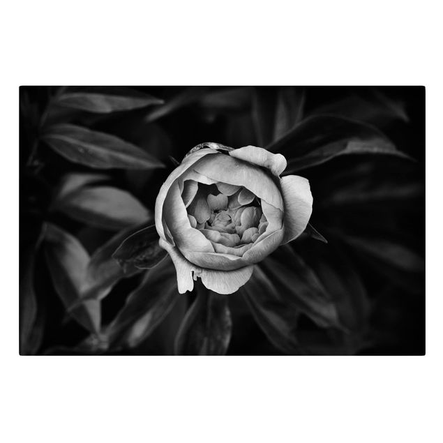 schöne Leinwandbilder Pfingstrosenblüte vor Blättern Schwarz Weiß