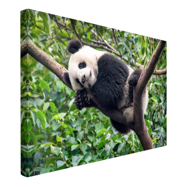 Wandbilder Schlafender Panda auf Ast