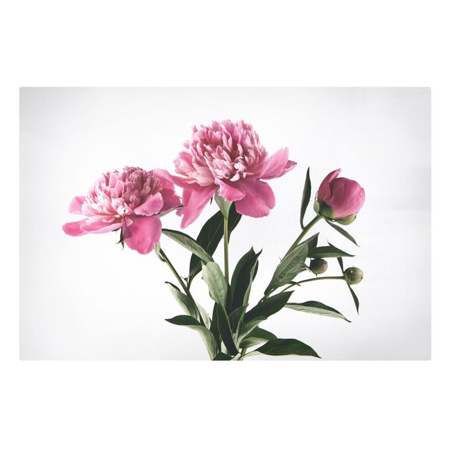 Leinwandbild - Blüten und Knospen Pink auf Weiß - Querformat 2:3
