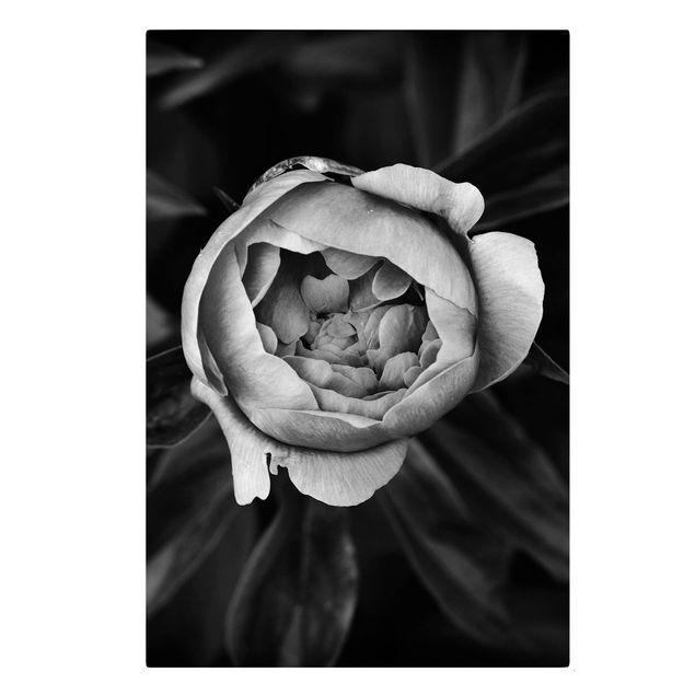 Leinwandbilder kaufen Pfingstrosenblüte vor Blättern Schwarz Weiß