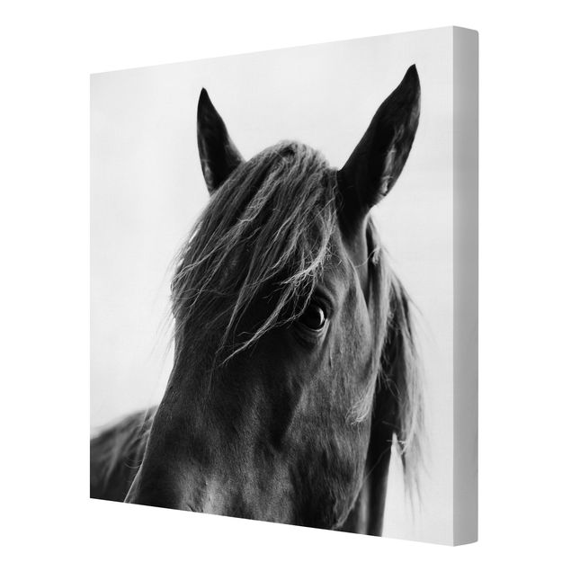 Leinwandbild - Neugieriges Pferd - Quadrat 1:1