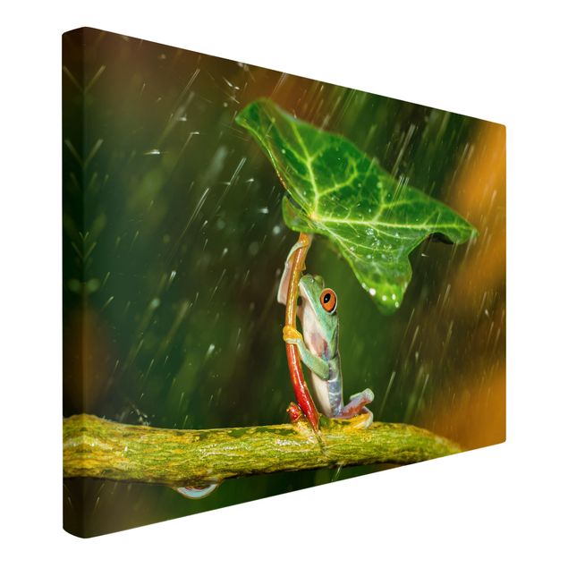 schöne Leinwandbilder Ein Frosch im Regen