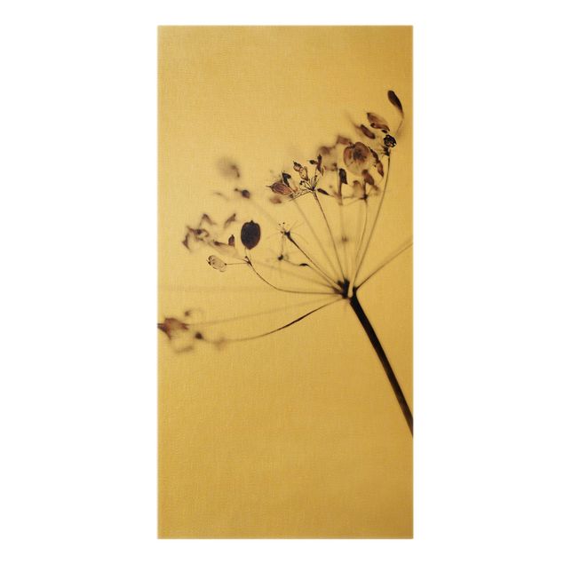 Leinwandbilder Makroaufnahme Trockenblume im Schatten