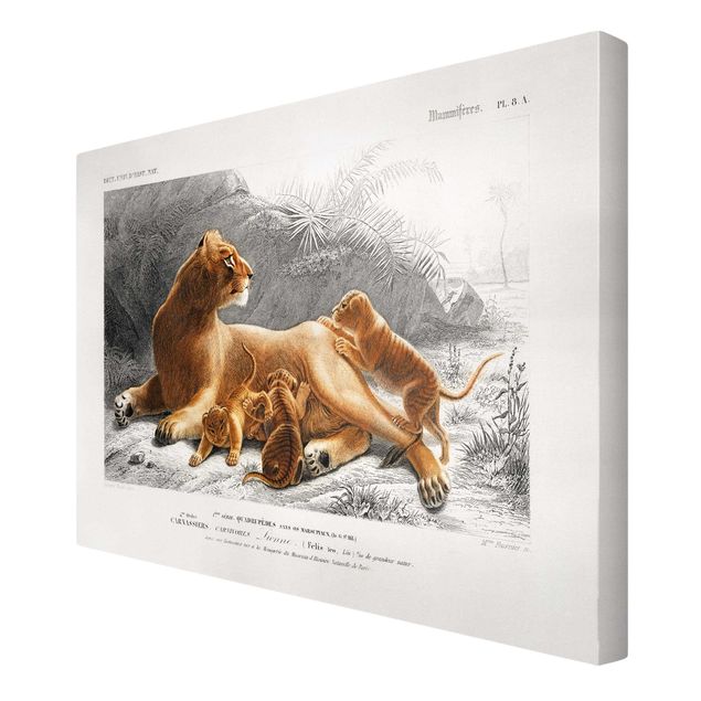 Leinwandbilder Vintage Lehrtafel Löwin und Löwenbabies