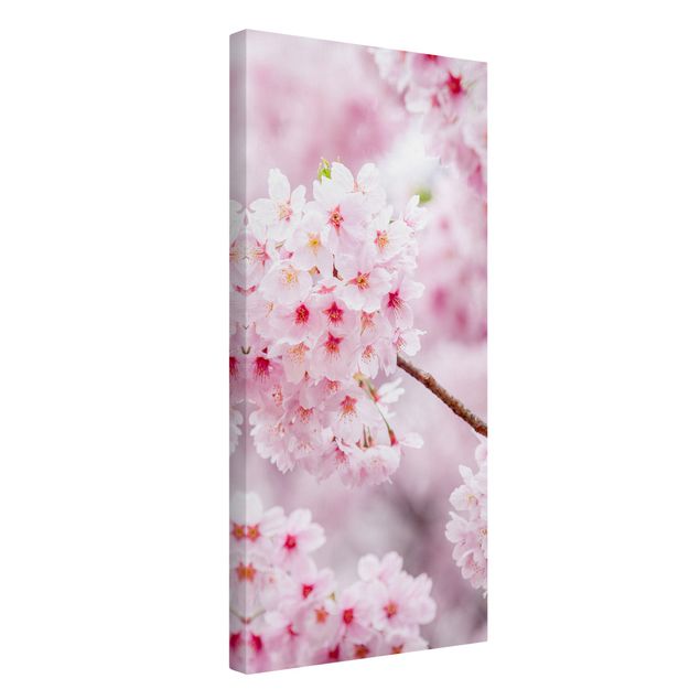 Leinwandbilder Japanische Kirschblüten