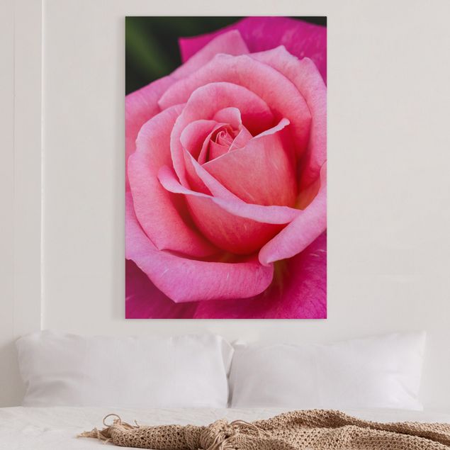 Leinwandbild Rose Pinke Rosenblüte vor Grün
