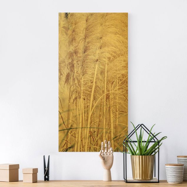 Leinwandbilder Gold Canvas Warmes Pampasgras im Sommer
