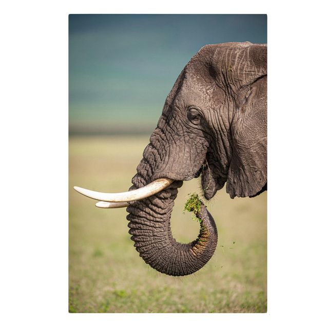 Leinwandbild - Elefantenfütterung Afrika - Hochformat 3:2