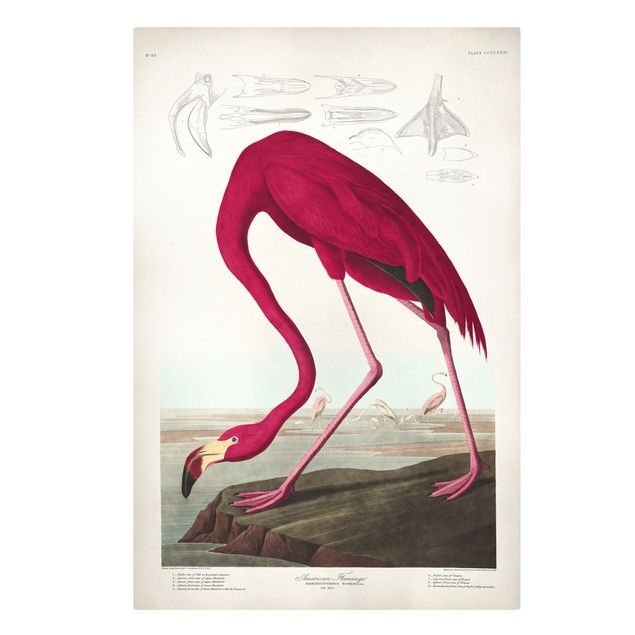 Wandbilder Vintage Lehrtafel Amerikanischer Flamingo