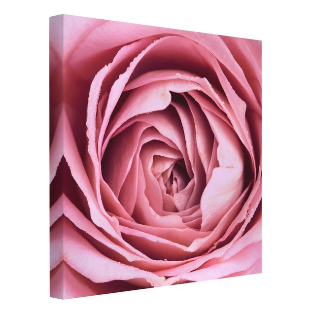 Leinwandbilder kaufen Rosa Rosenblüte
