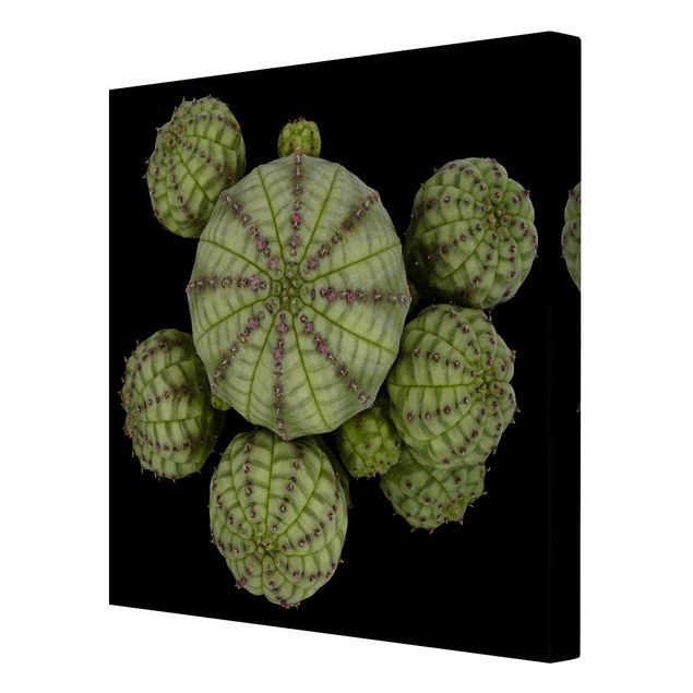 Leinwandbild - Euphorbia - Seeigelwolfsmilch - Quadrat 1:1