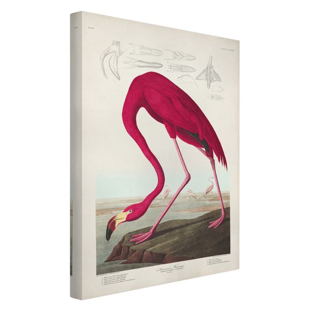 Vintage Leinwandbilder Vintage Lehrtafel Amerikanischer Flamingo
