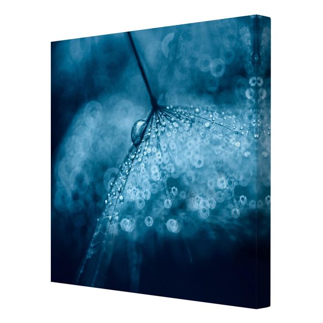 Leinwandbild - Blaue Pusteblume im Regen - Quadrat 1:1