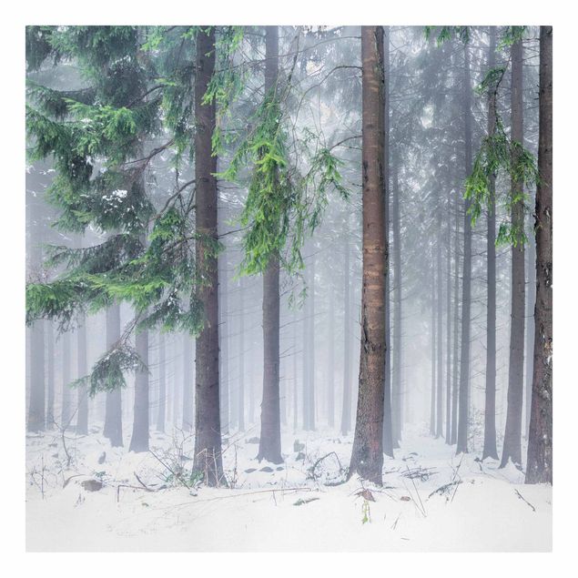 Leinwandbild - Nadelbäume im Winter - Quadrat 1:1