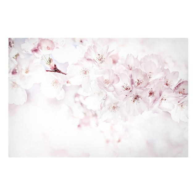Leinwandbild - Ein Kirschblütenhauch - Querformat 3:2