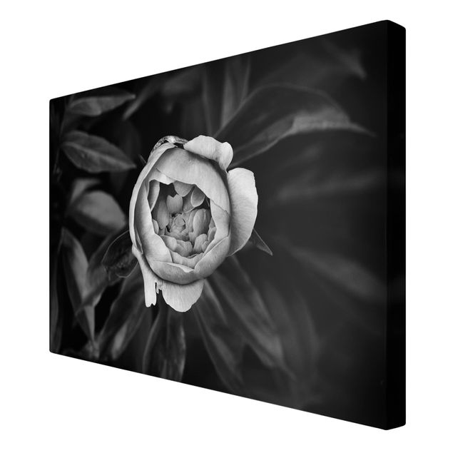 Leinwandbild - Pfingstrosenblüte vor Blättern Schwarz Weiß - Querformat 2:3