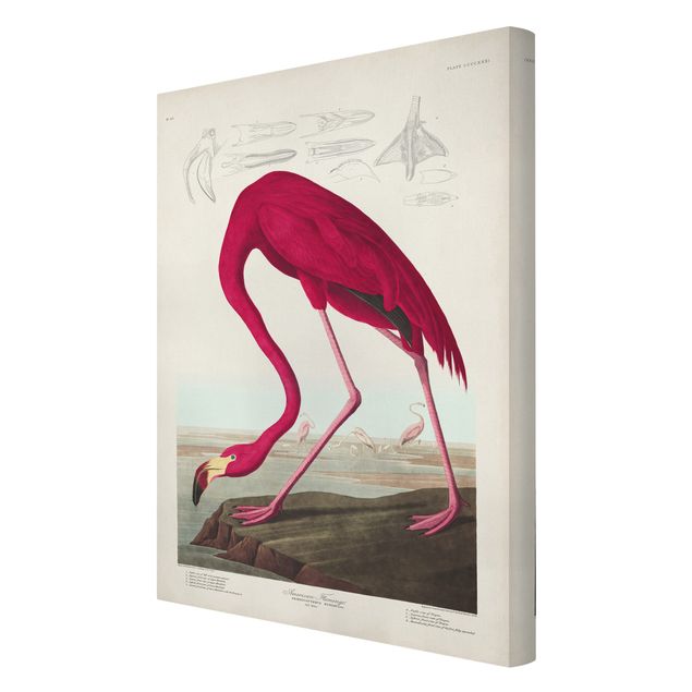 Leinwandbilder kaufen Vintage Lehrtafel Amerikanischer Flamingo