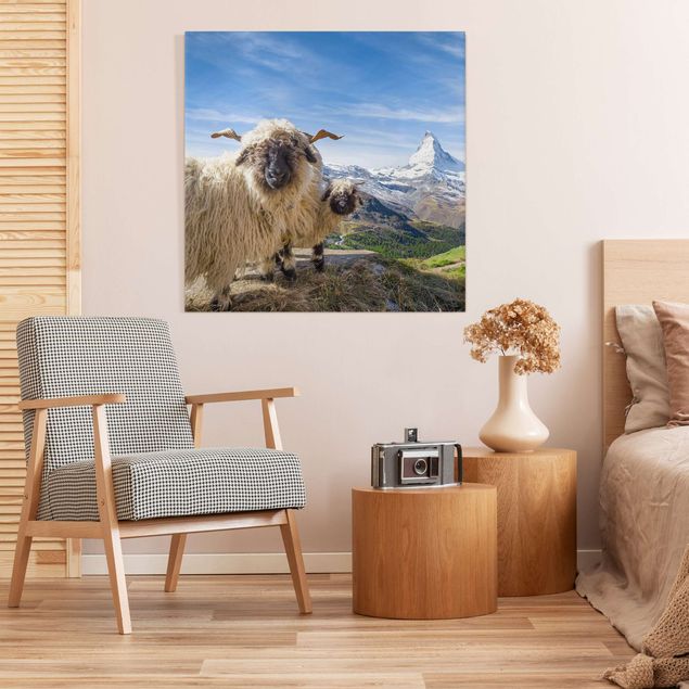 Tierbilder Leinwand Schwarznasenschafe von Zermatt