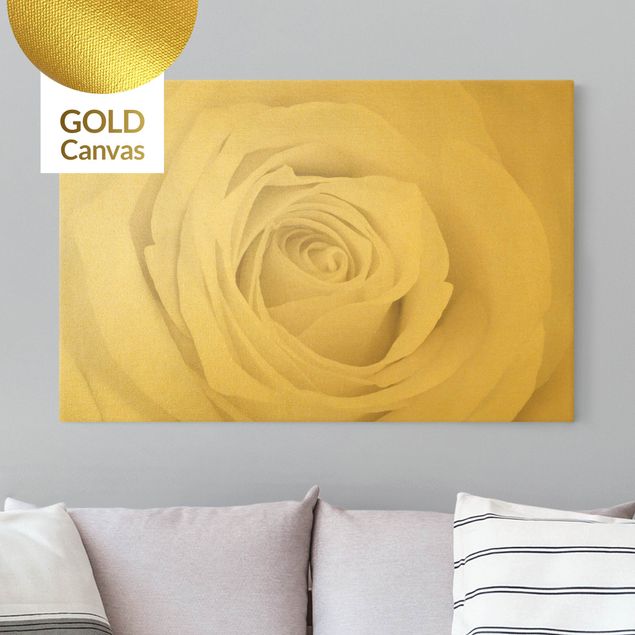 Leinwandbilder Gold Pretty White Rose