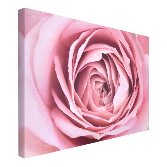 Leinwandbilder kaufen Rosa Rosenblüte