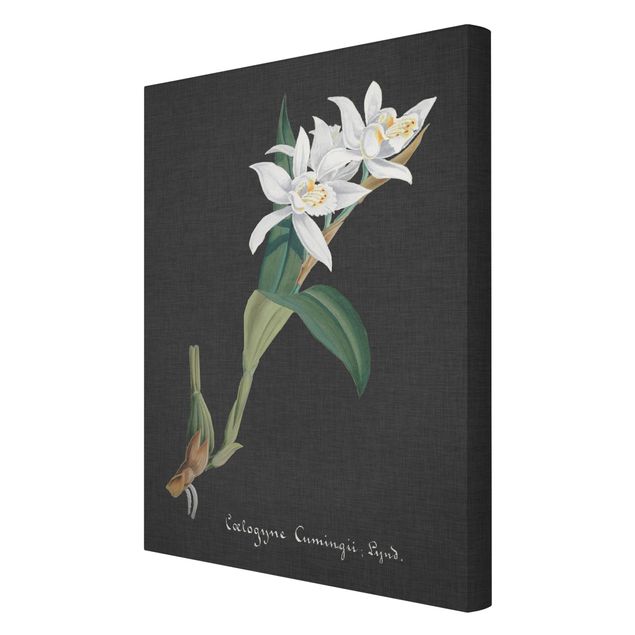 Leinwandbilder kaufen Weiße Orchidee auf Leinen II