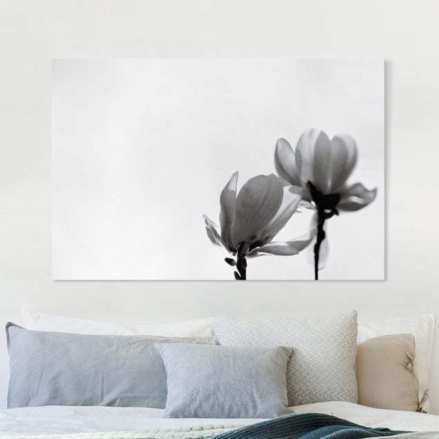 schwarz-weiß Bilder auf Leinwand Frühlingsbote Magnolie Schwarz Weiß