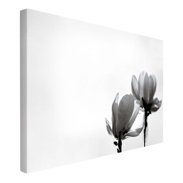 schöne Bilder Frühlingsbote Magnolie Schwarz Weiß