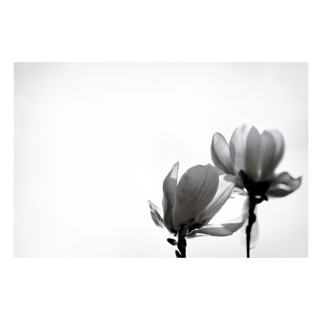 schöne Leinwandbilder Frühlingsbote Magnolie Schwarz Weiß