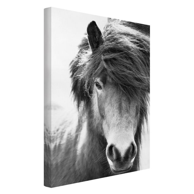 Monika Strigel Poster Island Pferd in Schwarz-weiß