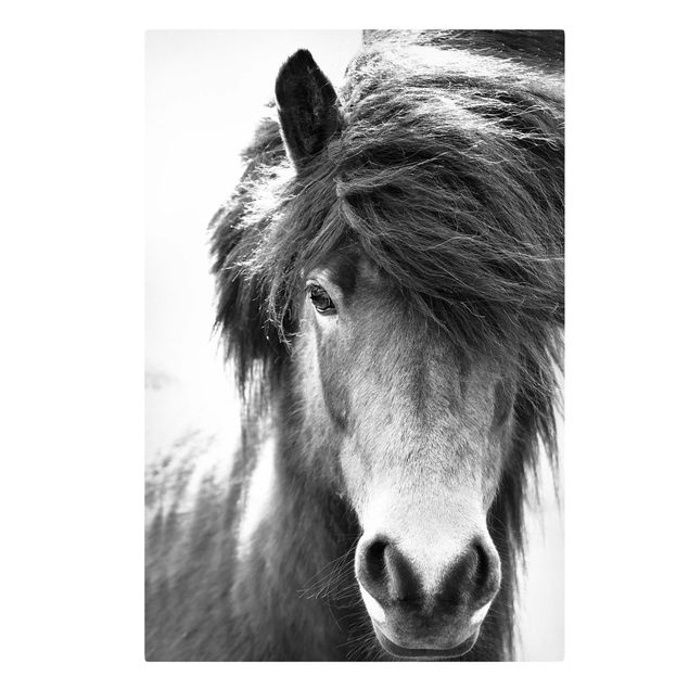 schöne Bilder Island Pferd in Schwarz-weiß