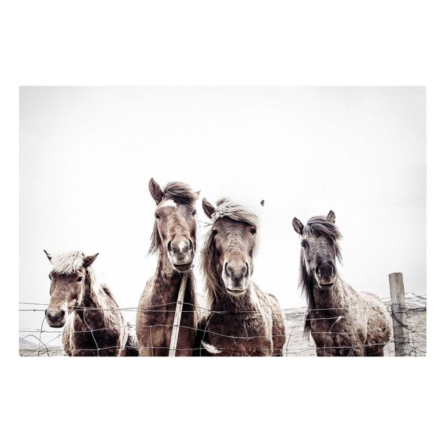 Leinwandbilder kaufen Island Pferde