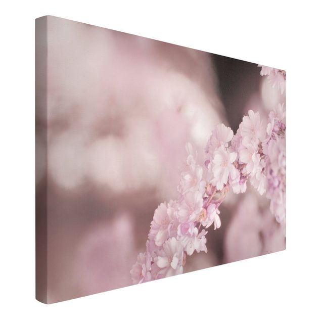 Leinwandbilder kaufen Kirschblüte im Violetten Licht