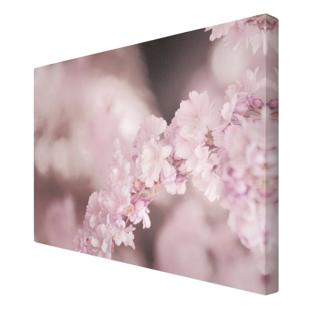 Leinwandbild - Kirschblüte im Violetten Licht - Querformat 3:2