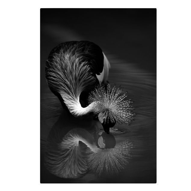 Leinwandbilder Kronenkranich Verbeugung Schwarz Weiß