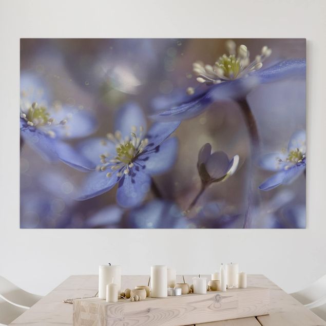 Leinwandbilder Blumen Anemonen in Blau