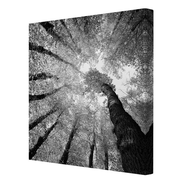 Leinwandbild Schwarz-Weiß - Bäume des Lebens II - Quadrat 1:1