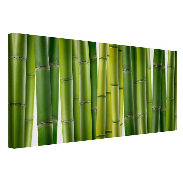 Bilder Bambuspflanzen