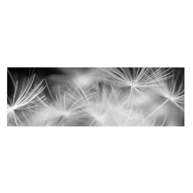 Leinwandbilder Bewegte Pusteblumen Nahaufnahme auf schwarzem Hintergrund