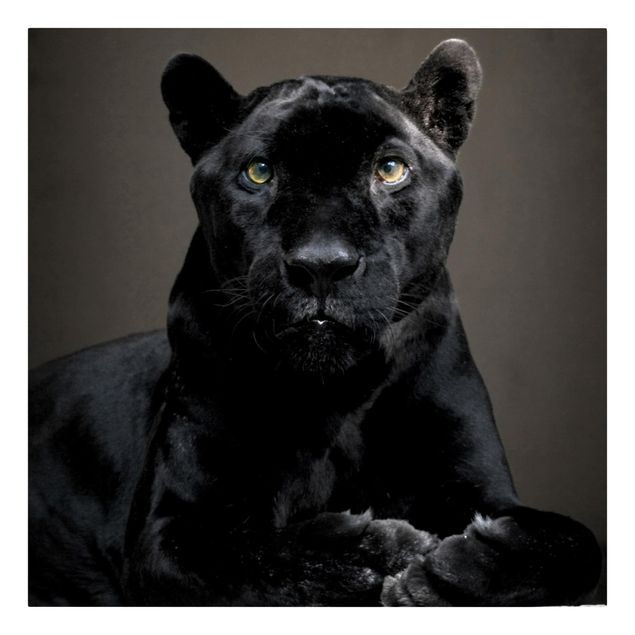 Leinwandbild - Black Puma - Quadrat 1:1