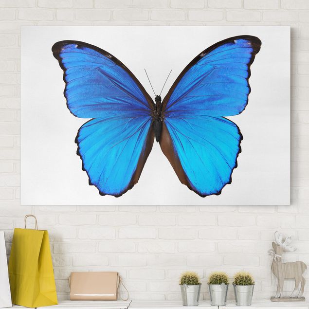 Leinwandbild Schmetterling Blauer Morphofalter