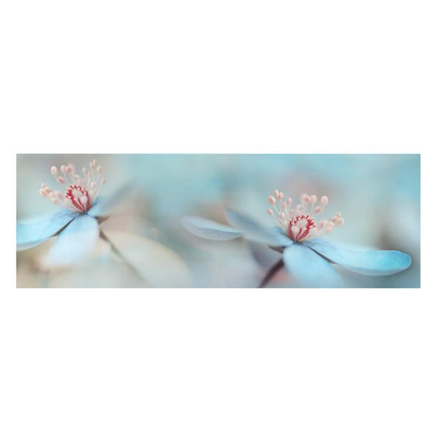 Leinwandbild - Blüten in Hellblau - Panorama Quer