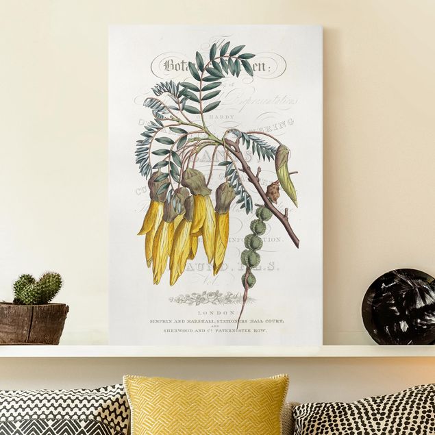moderne Leinwandbilder Botanisches Tableau - Schnurbaum