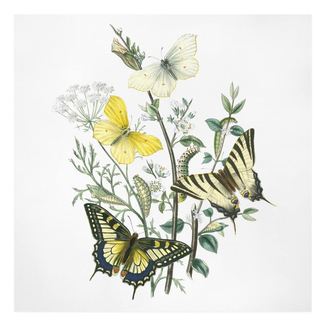 Wandbilder Britische Schmetterlinge III