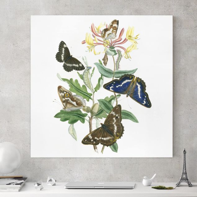 Leinwandbilder modern Britische Schmetterlinge IV