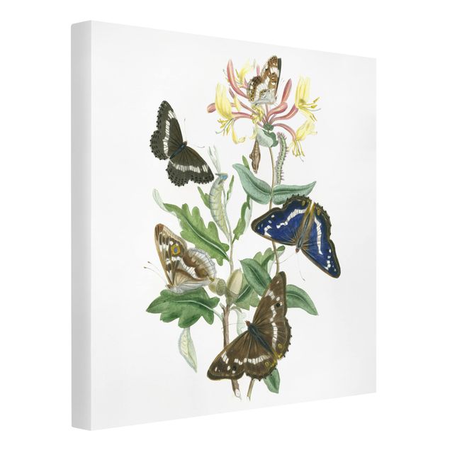 Leinwandbilder Blumen Britische Schmetterlinge IV